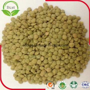 Dry Green Lentils with Good Quality